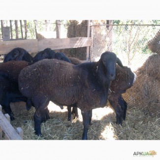 Продам племенных баранов гиссарской породы 5 - 6 мес