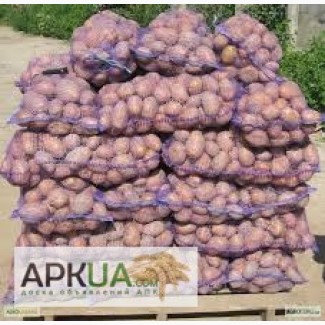 Продам картоплю.Сорт Бела Роса, Агрія