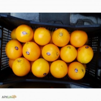 Продаю апельсин
