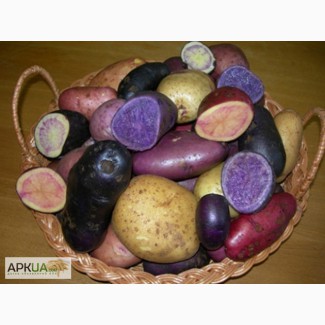 Продам картоплю кольорову при розрізі м якоть фіолетова