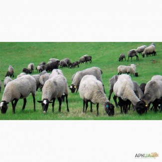 Продам романовских овец (овцематок)
