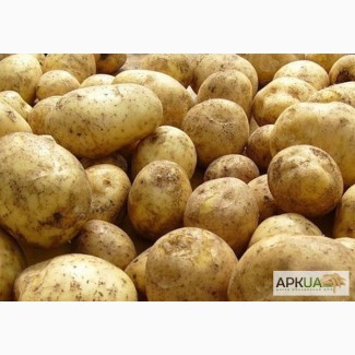 Продам посадочный картофель, элита белых и розовых сортов, 40т., сумская обл