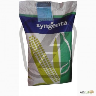 Семена кукурузы Сингента (Syngenta)