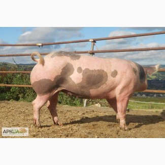 ТОВ ПЯТАЧОК ПРОДАЁТ свиней живым весом 37 грн или полутуши охлажденные 59 грн