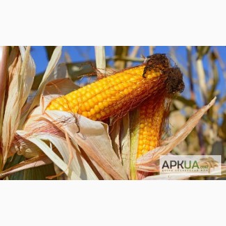 Насіння кукурудзи Гран 5 (ФАО 270)