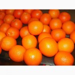Продам апельсин оптом и в розницу с доставкой, прямая поставка с Турции, цена договорная