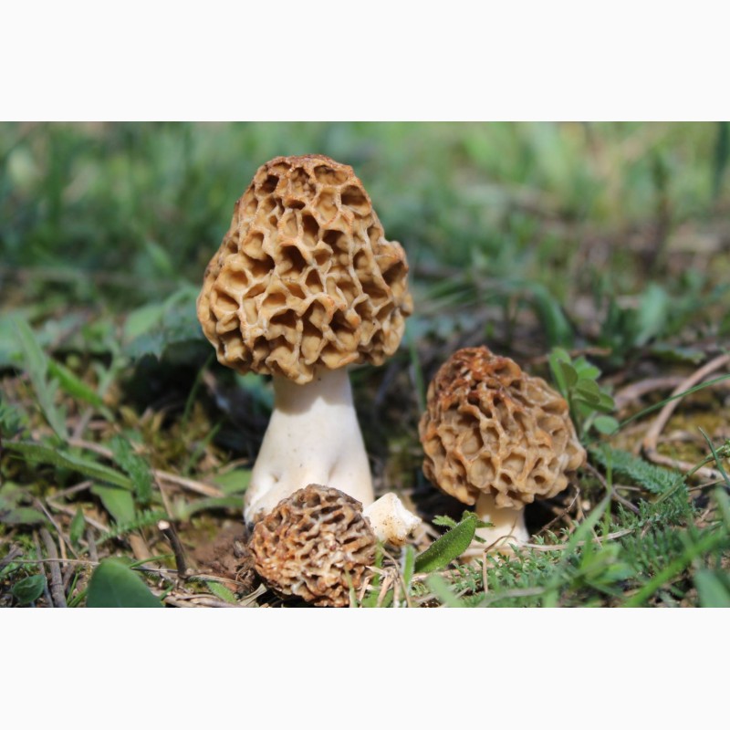 Фото 2. Куплю сморчки гриби, сморчок, сморжі, зморшок, зморшки, грибы, сушеребрик, коцюрупок