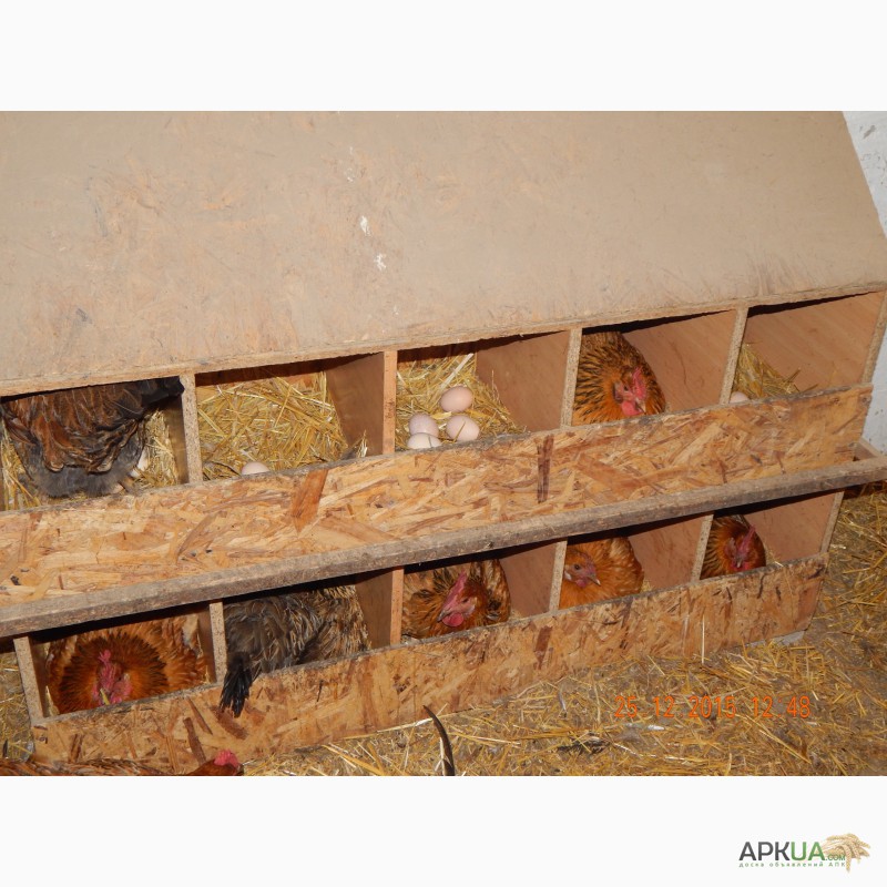 Фото 5. Цыплята месячные кучинской юбилейной породы кур