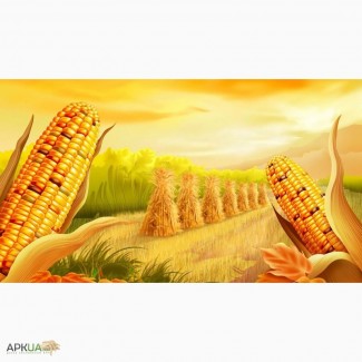Гибрид кукурузы Кадр 267 МВ от производителя