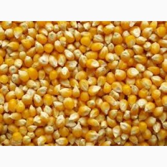 Продам кукурудзу: 200 тонн, Київська обл