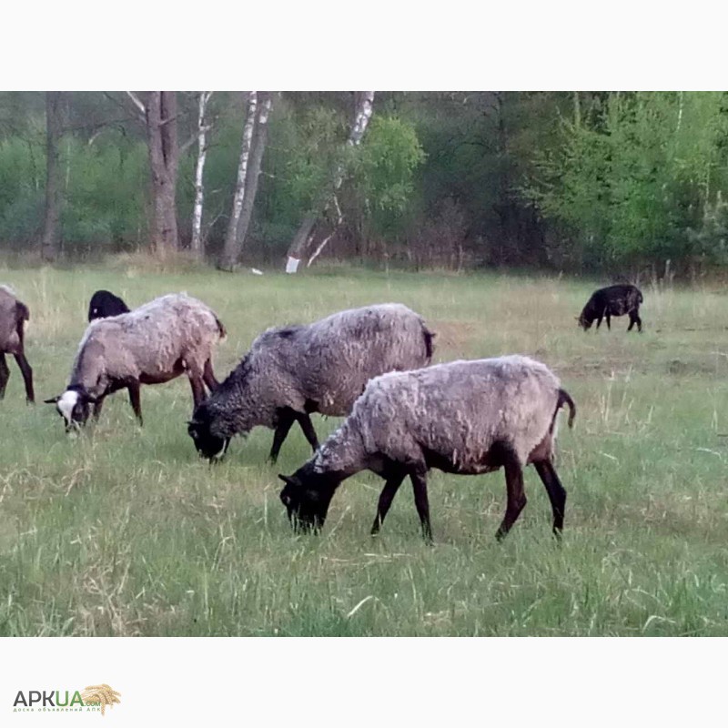 Фото барана и овцы