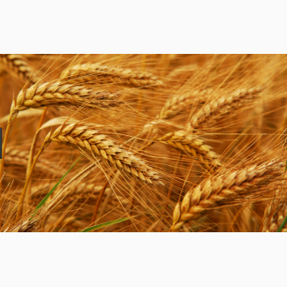 Закупаем ячмень, пшеницу с хозяйств по выгодным ценам