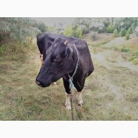 Корова черно-пестрая