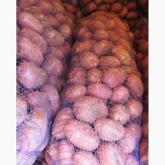 Продажа картофеля для тендеров