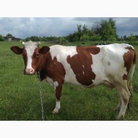 Продам корову рижо-рябої масті