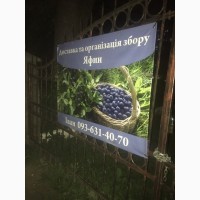 Продам яфени в Рахивському Райони смт Великий Бичкив