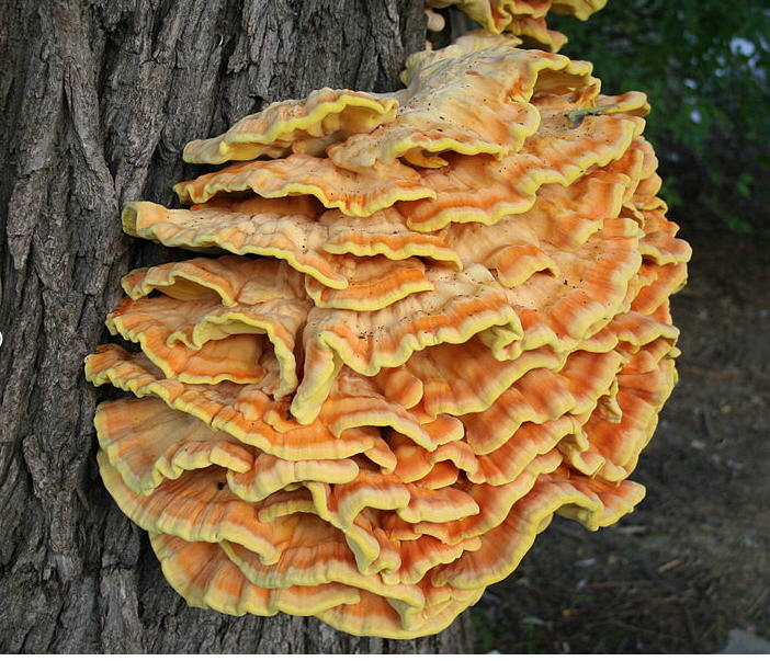 Фото 3. Продам гриб латипурус (трутовик серно-желтий) мороженний 2019 г сбора