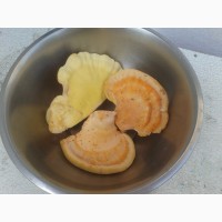 Продам гриб латипурус (трутовик серно-желтий) мороженний 2019 г сбора