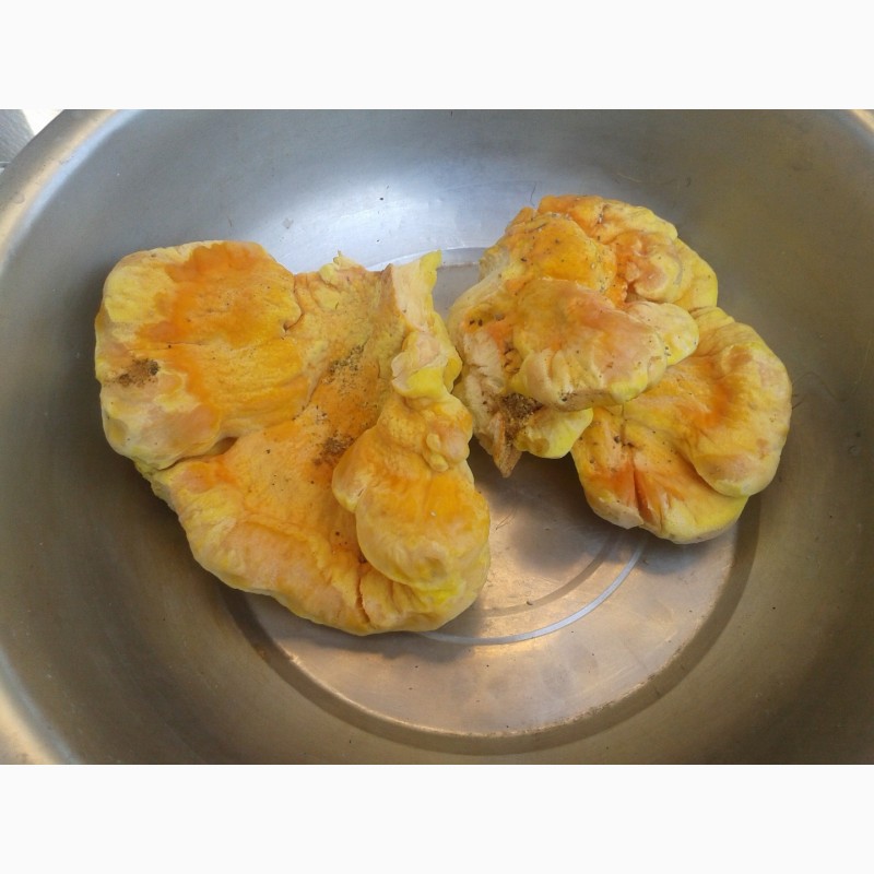 Фото 9. Продам гриб латипурус (трутовик серно-желтий) мороженний 2019 г сбора