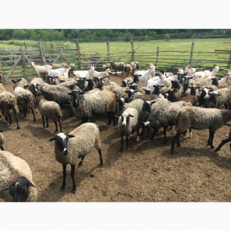 Продам овец романовская порода 130 голов