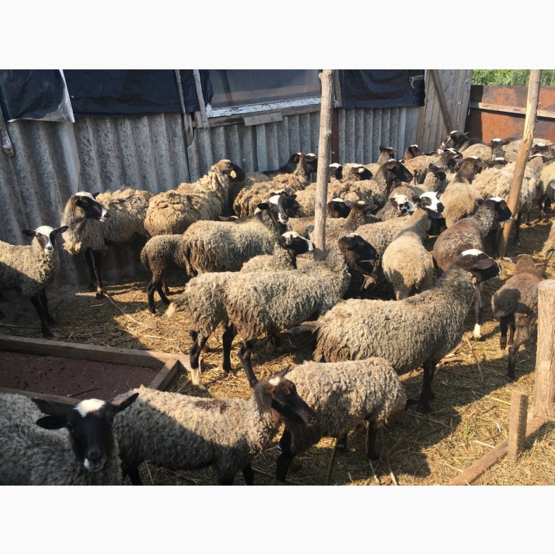 Фото 2. Продам овец романовская порода 130 голов