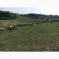 Продам овец романовская порода 130 голов