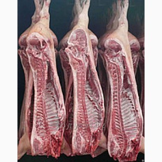 Мясо свинина полутуши
