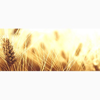 Підприємство купить пшеницю третього класу та фураж. По Івано-Франківській області