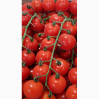 Куплю томат «Чери»