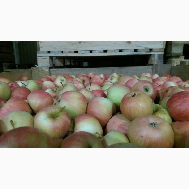 Фото 3. Продам яблука ОПТ