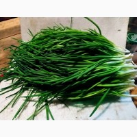 Продам зеленый лук перо