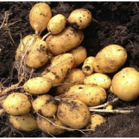 Картофель оптом с грядки фермерского хозяйства