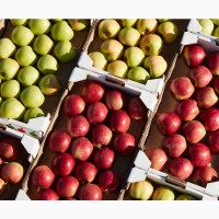 Выращиваем и продаем яблоки лучших сортов
