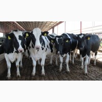 Продам опт на экспорт и внутренний рынок КРС /Selling for exp and domestic cattle market