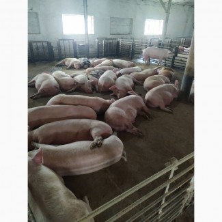 Прдам мясных свиней живым весом