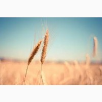 Сорт КВС Джерсі пшениця озима, пшениця м#039; яка