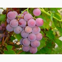 Продам виноград сорт Лідія