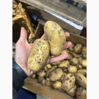 Продам молодую картошку Азербайджан