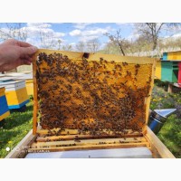 Продам бджолопакети та вулики з рамками 2024, Харківська обл
