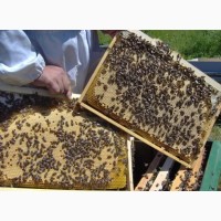 Продам бджолопакети та вулики з рамками 2024, Харківська обл