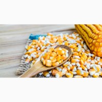 Продам кукурудзу 1000 тонн, Київська область, Перемога