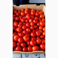 Продам свіжі помідори з власного поля