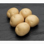 Картопля елітних голандських сортів з картоплесховища