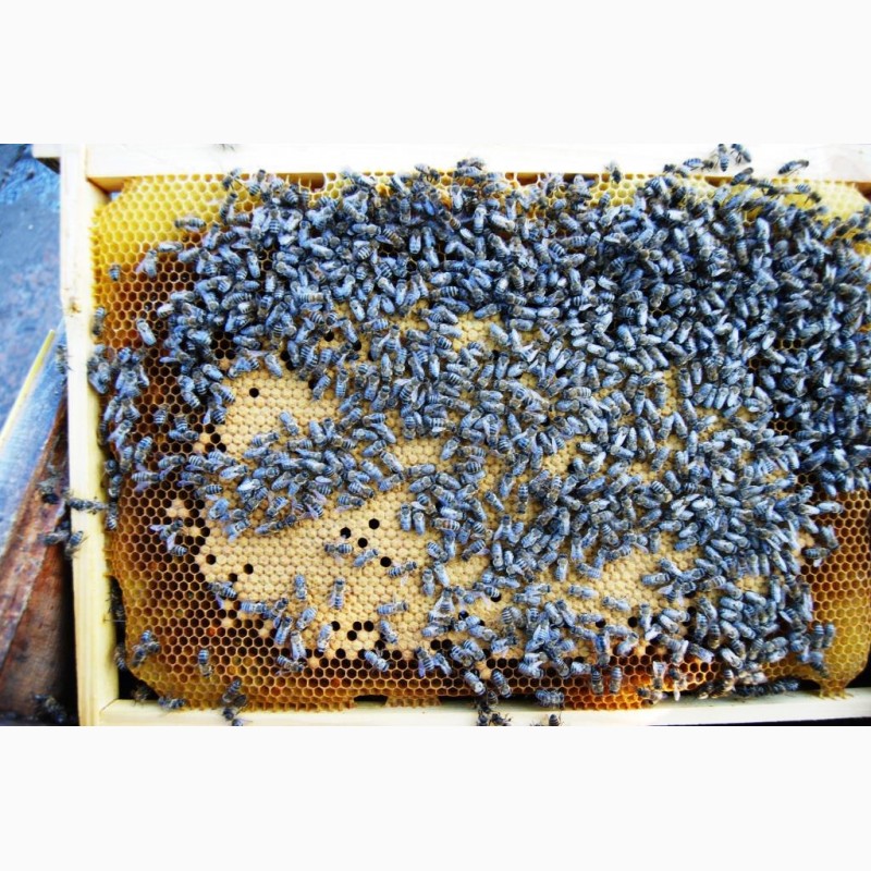 Фото 10. Бджолопакети з матками 2023 року