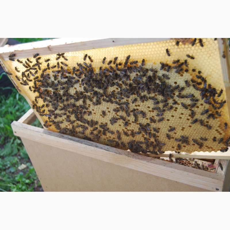 Фото 2. Бджолопакети з матками 2023 року