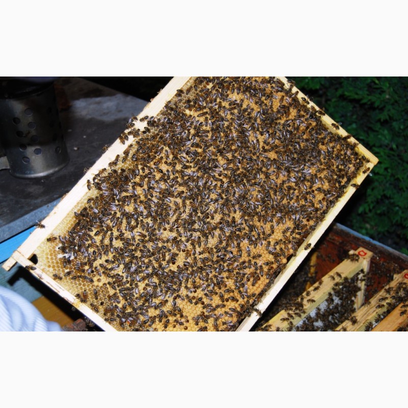 Фото 3. Бджолопакети з матками 2023 року