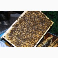 Бджолопакети з матками 2023 року