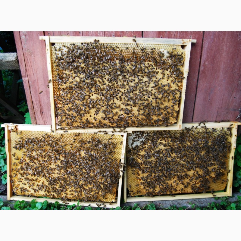 Фото 5. Бджолопакети з матками 2023 року