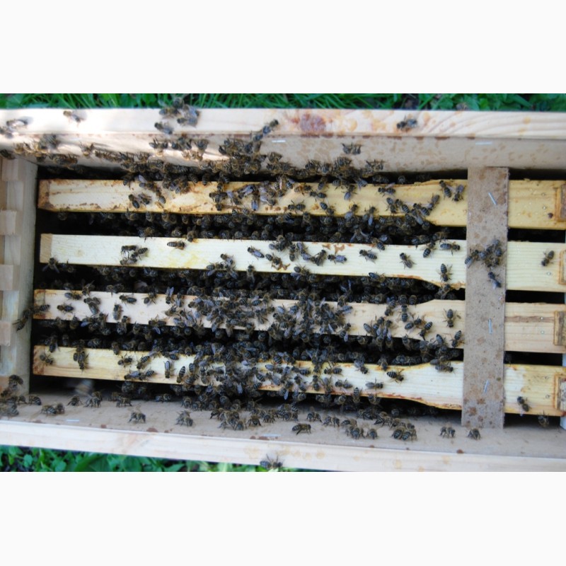 Фото 12. Бджолопакети з матками 2023 року