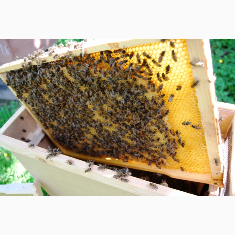 Фото 14. Бджолопакети з матками 2023 року
